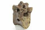 Fossil Raptor (Anzu) Dorsal Vertebra - Montana #351823-1
